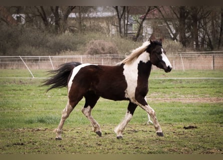 Lewitzer Mestizo, Caballo castrado, 7 años, 135 cm, Pío