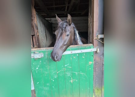 Lewitzer, Caballo castrado, 7 años, 139 cm, Pío