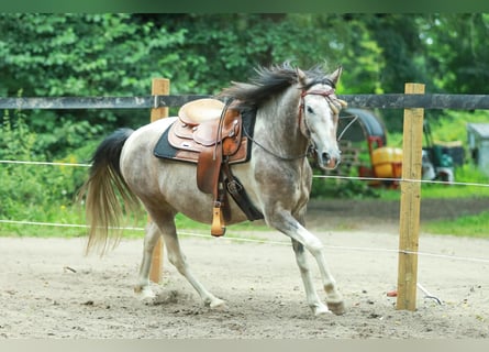 Lewitzer, Caballo castrado, 7 años, 151 cm, Pío