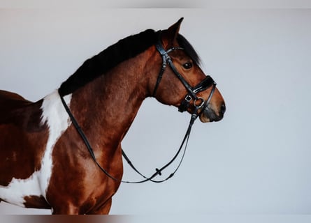 Lewitzer, Caballo castrado, 9 años, 145 cm, Pío