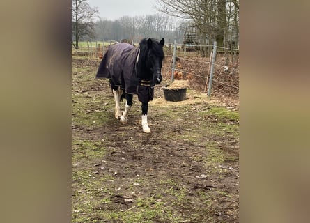 Lewitzer Mix, Castrone, 11 Anni, 145 cm, Pezzato