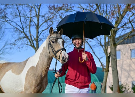 Lewitzer, Étalon, 2 Ans, Pinto