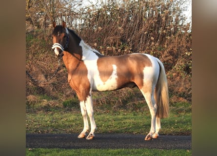 Lewitzer, Étalon, 3 Ans, 138 cm, Pinto