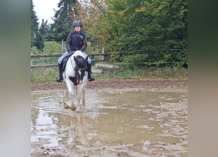 Lewitzer, Wallach, 5 Jahre, 14 hh, Schecke