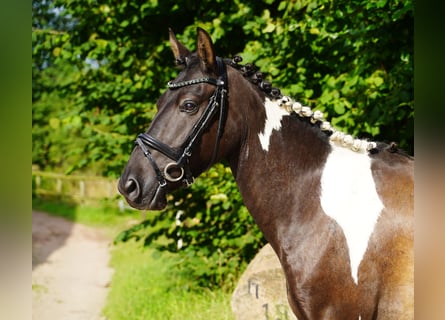 Lewitzer, Gelding, 7 years, 13,2 hh