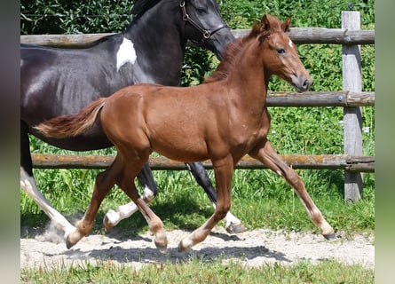 Lewitzer, Hengst, 1 Jaar, 148 cm, Vos