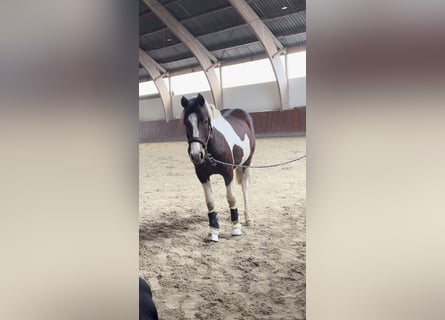 Lewitzer, Hengst, 2 Jaar, 150 cm, Gevlekt-paard