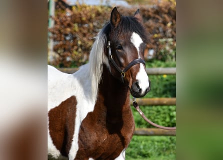 Lewitzer, Hengst, 3 Jahre, 147 cm, Tobiano-alle-Farben