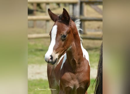 Lewitzer, Hengst, Fohlen (05/2023), 152 cm, Tobiano-alle-Farben