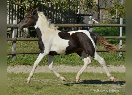 Lewitzer, Hengst, veulen (03/2023), 148 cm, Tobiano-alle-kleuren