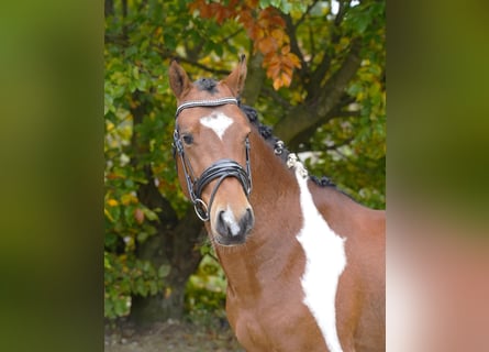 Lewitzer, Hongre, 3 Ans, 146 cm, Pinto