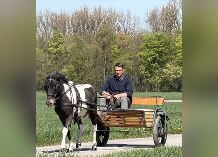 Lewitzer Croisé, Hongre, 4 Ans, 120 cm, Pinto