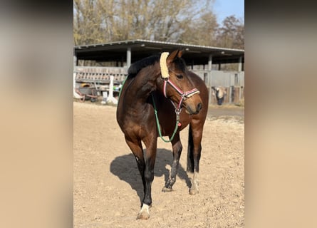 Lewitzer, Jument, 13 Ans, 145 cm, Bai