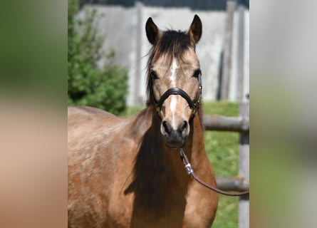 Lewitzer, Mare, 10 years, 14.1 hh, Buckskin