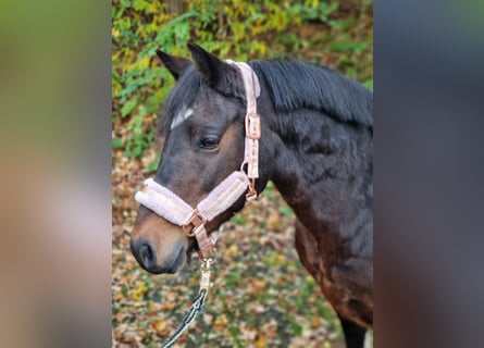 Lewitzer Mix, Mare, 13 years, 12,2 hh, Pinto
