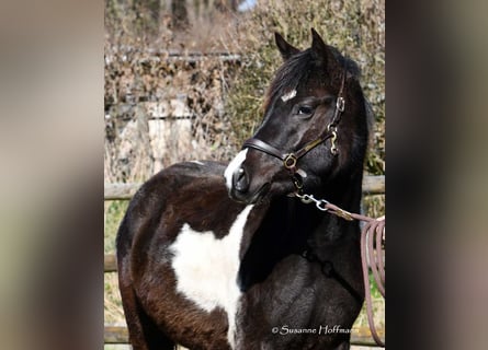 Lewitzer, Mare, 3 years, 14.1 hh, Tobiano-all-colors