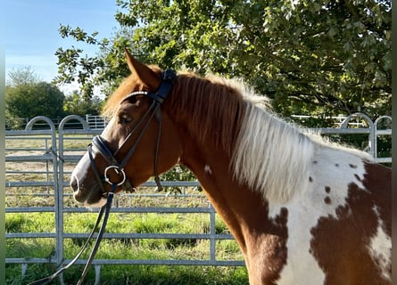 Lewitzer, Mare, 3 years, 14,2 hh, Pinto