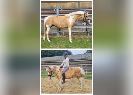 Lewitzer Mix, Stute, 8 Jahre, 12,3 hh, Schecke