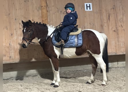 Lewitzer Mix, Mare, 8 years, 12,2 hh, Pinto