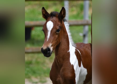 Lewitzer, Mare, Foal (05/2025), 14,2 hh, Tobiano-all-colors