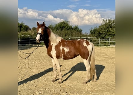 Lewitzer, Merrie, 3 Jaar, 147 cm, Gevlekt-paard