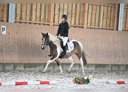 Lewitzer, Merrie, 4 Jaar, 135 cm, Gevlekt-paard