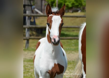Lewitzer, Merrie, veulen (04/2023), 148 cm, Tobiano-alle-kleuren