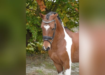 Lewitzer, Ruin, 4 Jaar, 146 cm, Gevlekt-paard