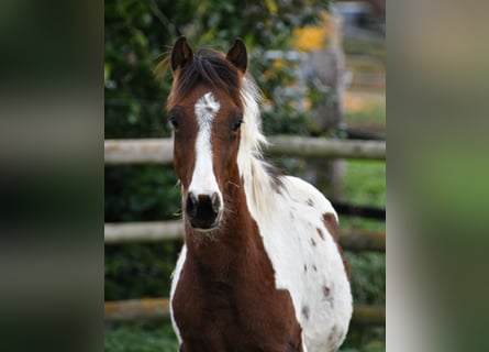Lewitzer, Stallion, 1 year, 14,2 hh