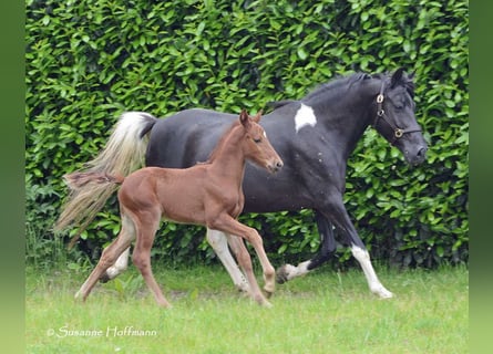 Lewitzer, Stallion, Foal (04/2024), 14.2 hh, Chestnut-Red