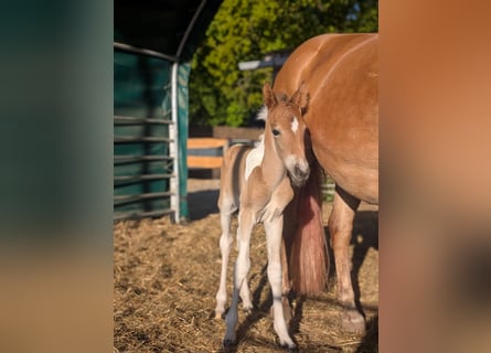 Lewitzer Mix, Stallion, , 14,1 hh, Pinto