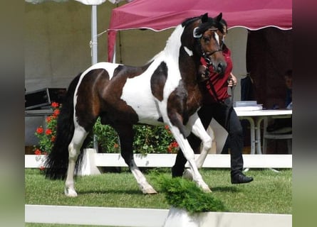 Lewitzer, Stallone, 17 Anni, 141 cm, Pezzato