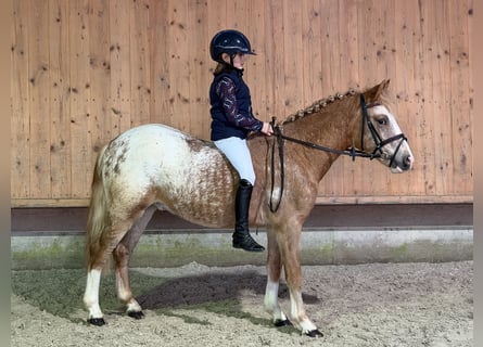 Lewitzer Mix, Stallone, 3 Anni, 125 cm, Pezzato