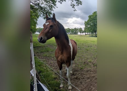 Lewitzer, Stallone, 3 Anni, 146 cm, Pezzato