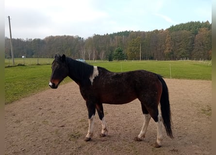 Lewitzer, Sto, 18 år, 142 cm, Brun