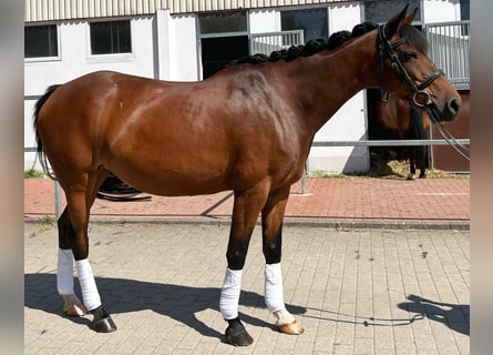 Lewitzer, Stute, 13 Jahre, 145 cm, Brauner