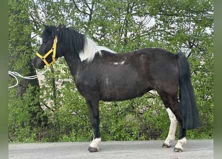 Lewitzer Mix, Stute, 3 Jahre, 122 cm, Schecke
