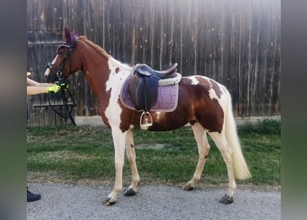 Lewitzer, Stute, 3 Jahre, 148 cm, Schecke