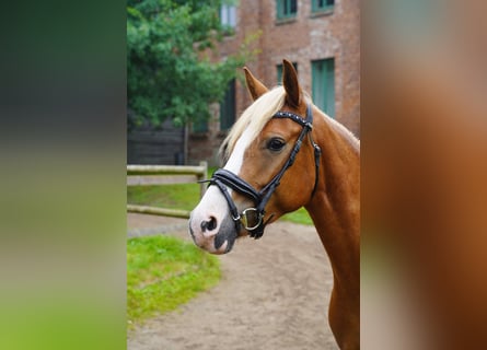 Lewitzer, Stute, 4 Jahre, 138 cm, Fuchs