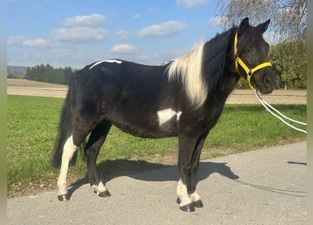 Lewitzer Mix, Stute, 6 Jahre, 128 cm, Schecke