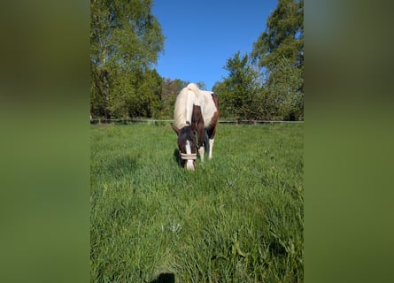 Lewitzer Mix, Wallach, 2 Jahre, 140 cm, Schecke