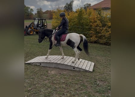 Lewitzer Mix, Wallach, 3 Jahre, 136 cm, Schecke