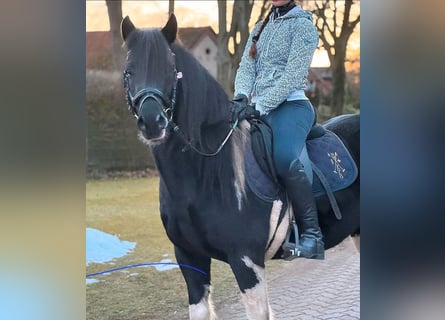 Lewitzer Mix, Wallach, 5 Jahre, 144 cm, Schecke