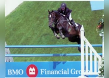 KWPN, Semental, 33 años, 169 cm, Castaño oscuro