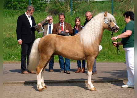 Welsh A (Mountain Pony), Stallion, 14 years, 12 hh, Palomino