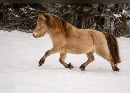 NMPRS, Hengst, 6 Jaar, 95 cm, Champagne