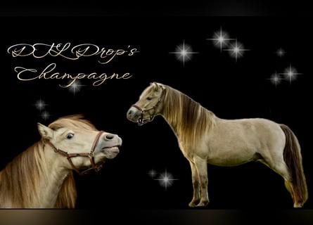 NMPRS, Hengst, 5 Jahre, 95 cm, Champagne