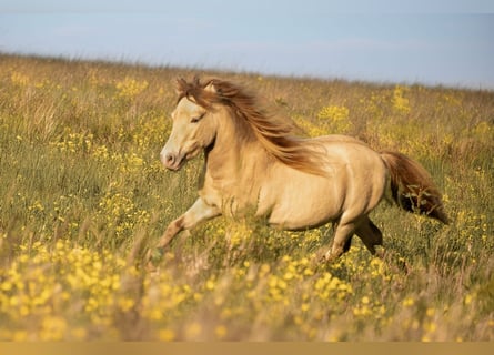 NMPRS, Hengst, 6 Jahre, 96 cm, Champagne