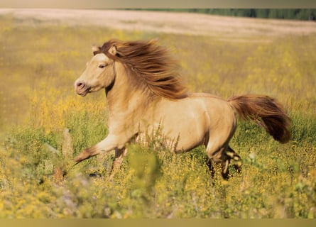 NMPRS, Stallion, 5 years, 9,1 hh, Champagne