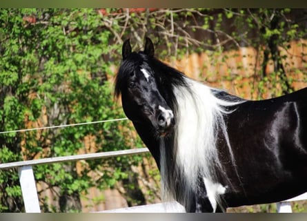 Arabian Partbred, Stallion, 8 years, 16 hh, Tobiano-all-colors